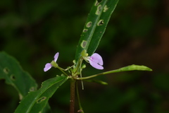 Impatiens minor var. hirsuta